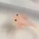 AxoArrive emote for Discord