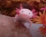 AxolotlWow emote for Discord