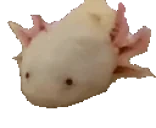 axolotlpopcat emote for Discord