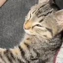 AWAKE emote for Discord