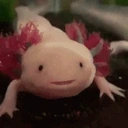 AxolotlVeryPog emote for Discord