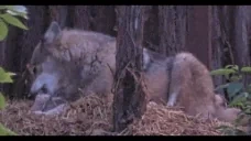 awabone emote for Discord