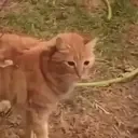 aweonaopao emote for Discord