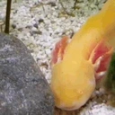 AxolotlKiss emote for Discord