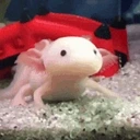 AxolotlDonk emote for Discord