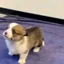 Awoo emote for Discord