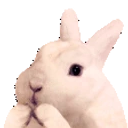 aylinaGIGGLES emote for Discord