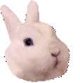 aylinaDEALWITHIT emote for Discord