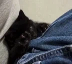 axel emote for Discord