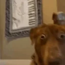 AYOOO emote for Discord