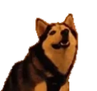 ayowhat emote for Discord
