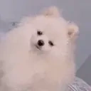 AylaHop emote for Discord