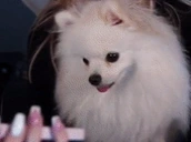 AylaHmm emote for Discord