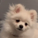 AylaCute emote for Discord