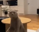 ayoWTF emote for Discord