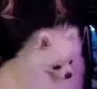 AylaHappy emote for Discord