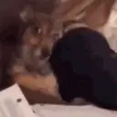 AYO emote for Discord