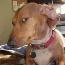 Ayo emote for Discord