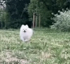 AylaRun emote for Discord