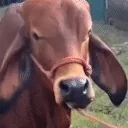 AYOO emote for Discord