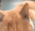 AYO emote for Discord