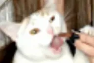 ayraEat emote for Discord