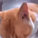 ayowtf emote for Discord