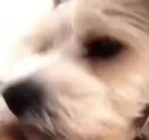 ayoo emote for Discord