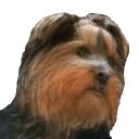 BBExplainingHow emote for Discord