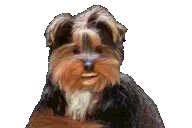 BBGETOUTTAHERE emote for Discord