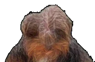 bbNOWAY emote for Discord