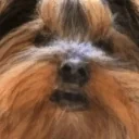 BBSingingAtYou emote for Discord