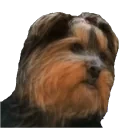 BBExplainingHow emote for Discord