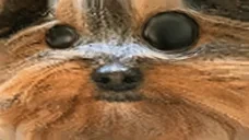 bbuuh emote for Discord