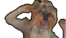 bbDisco emote for Discord