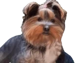 bbRant emote for Discord