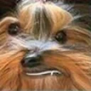 BBark emote for Discord