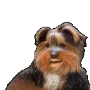 bbJAMMER emote for Discord