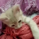 BB emote for Discord