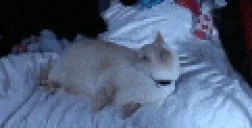 bbAttack emote for Discord