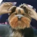 bbSAVEME emote for Discord