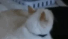 bbCheck emote for Discord