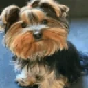 BBPoint emote for Discord