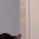 bCatArrive emote for Discord