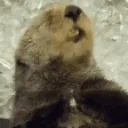 BFreeze emote for Discord