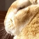 bda emote for Discord