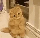 bi emote for Discord