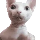 BingusHey emote for Discord