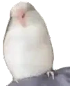 BirbWiggle emote for Discord