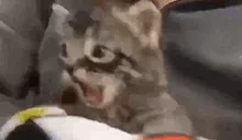 bite emote for Discord